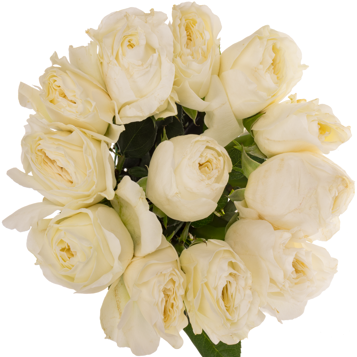 Rosen Gartenmix Alexandra x48