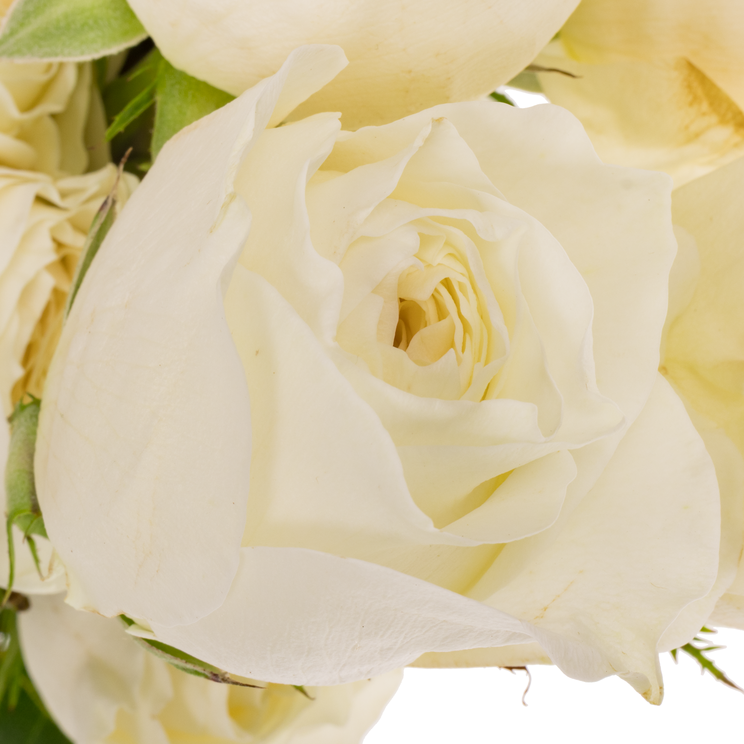 Rosen Gartenmix Alexandra x48