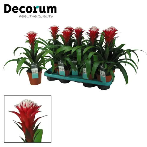 Guzmania Hope Weihn. Angebot T13 H045