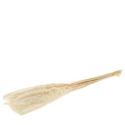 Trocken Pampasgrass Fluffy gebleicht L75cm