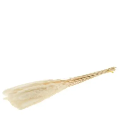 Trocken Pampasgrass Fluffy gebleicht L75cm
