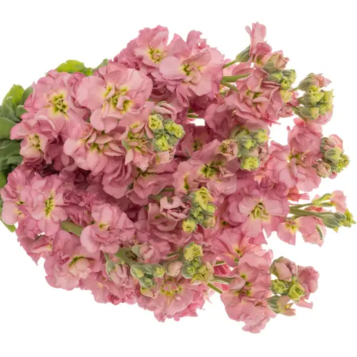 Levkoje rosa StoX Antique Rose 55cm
