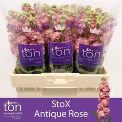 Levkoje rosa StoX Antique Rose 60cm