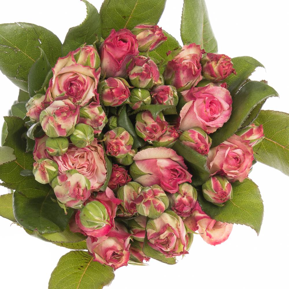 Rose Freiland hell rosa/creme Marietta 2+Blüte 35cm