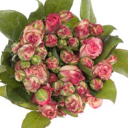 Rose Freiland hell rosa/creme Marietta 2+Blüte 35cm