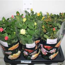 Rosa mix Schnäpch.von Uhr T17 H040