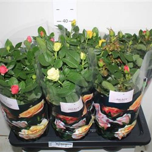 Rosa mix Schnäpch.von Uhr T17 H040