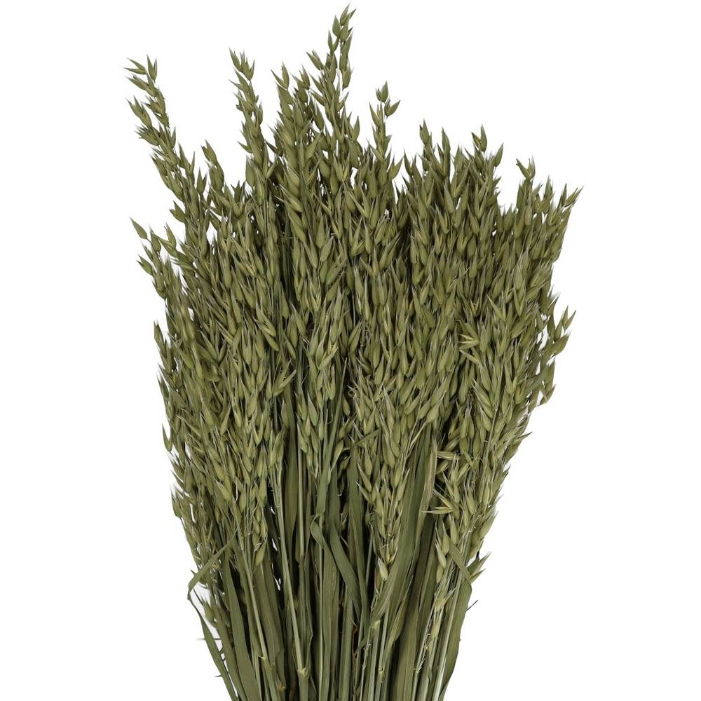 Trocken Hafer Naturel L50cm