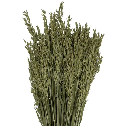Trocken Hafer Naturel L50cm