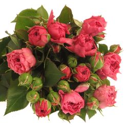 Rose Freiland dunkel rosa Barones 2+Blüte 40cm