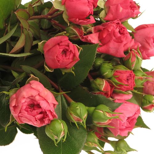 Rose Freiland dunkel rosa Barones 2+Blüte 40cm