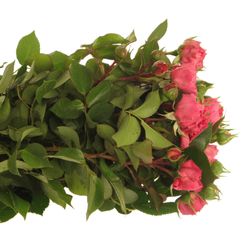 Rose Freiland dunkel rosa Barones 2+Blüte 40cm
