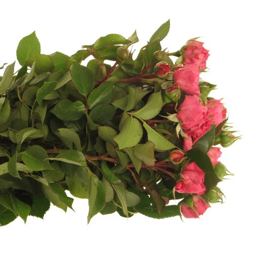 Rose Freiland dunkel rosa Barones 2+Blüte 40cm