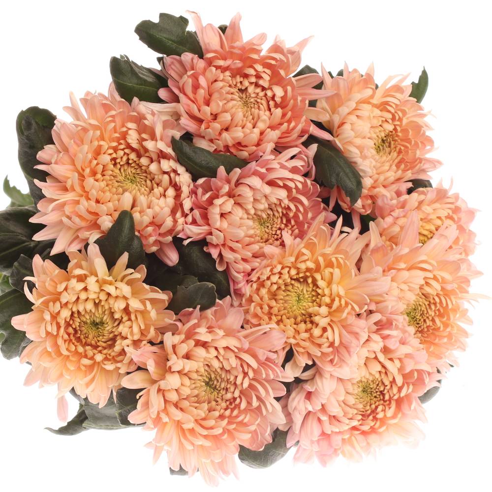 Chrys.Freil.Deko Allouis rosa 90 Gramm 75cm