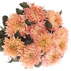 Chrys.Freil.Deko Allouis rosa 90 Gramm 75cm