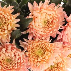 Chrys.Freil.Deko Allouis rosa 90 Gramm 75cm