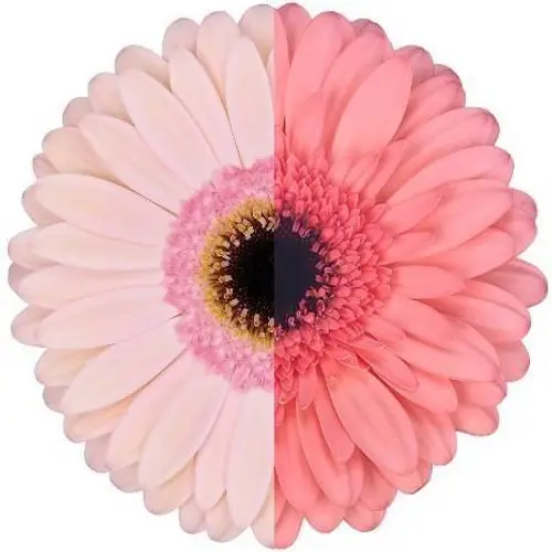 Gerbera rosa mix Auge Muttertagsangebot