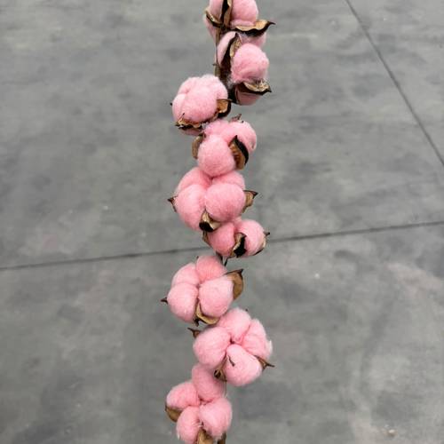 Baumwolle hell rosa L60cm