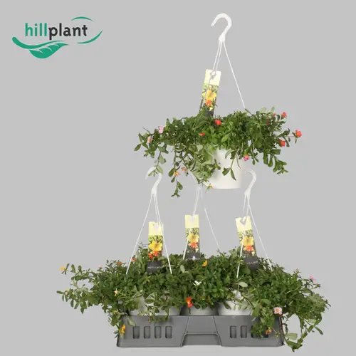 Portulaca mix Ampel T21 H035
