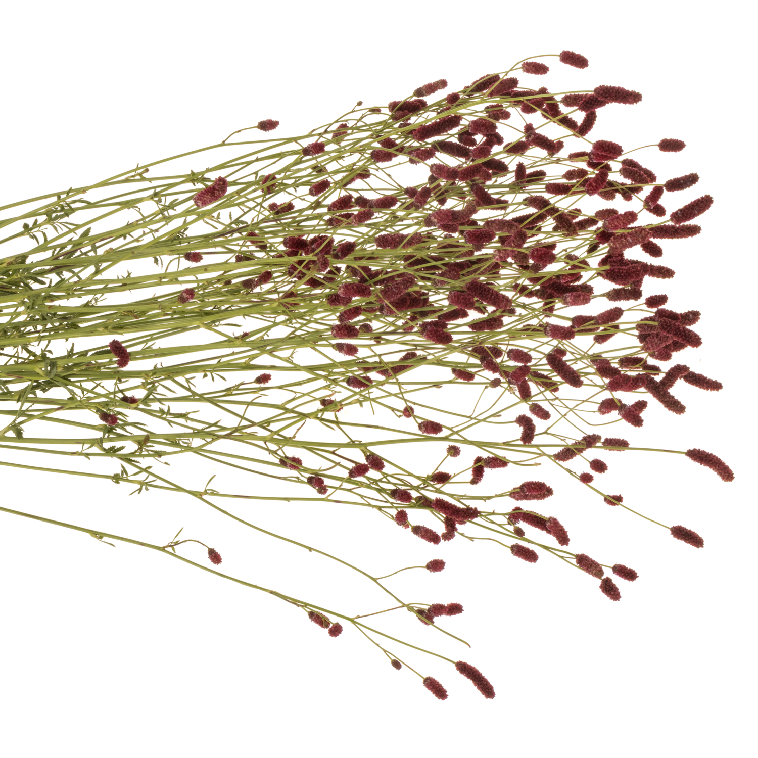 Sanguisorba rot Strawberry Dream 100cm