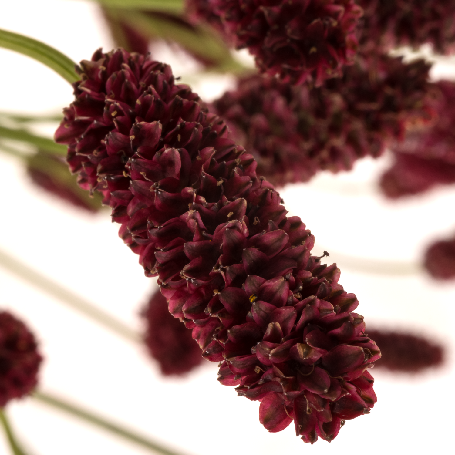Sanguisorba rot Strawberry Dream 100cm