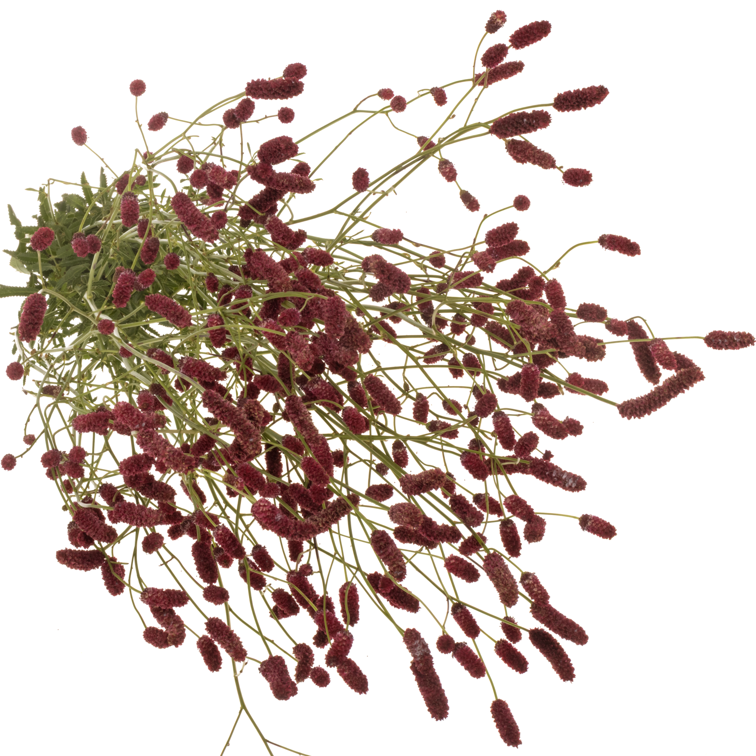 Sanguisorba rot Strawberry Dream 100cm