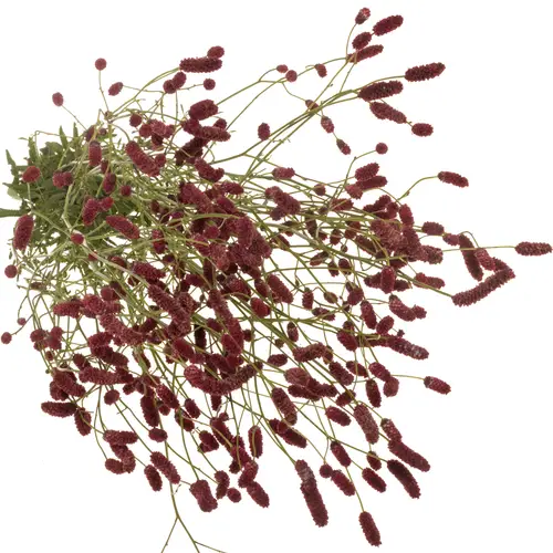 Sanguisorba rot Strawberry Dream 100cm