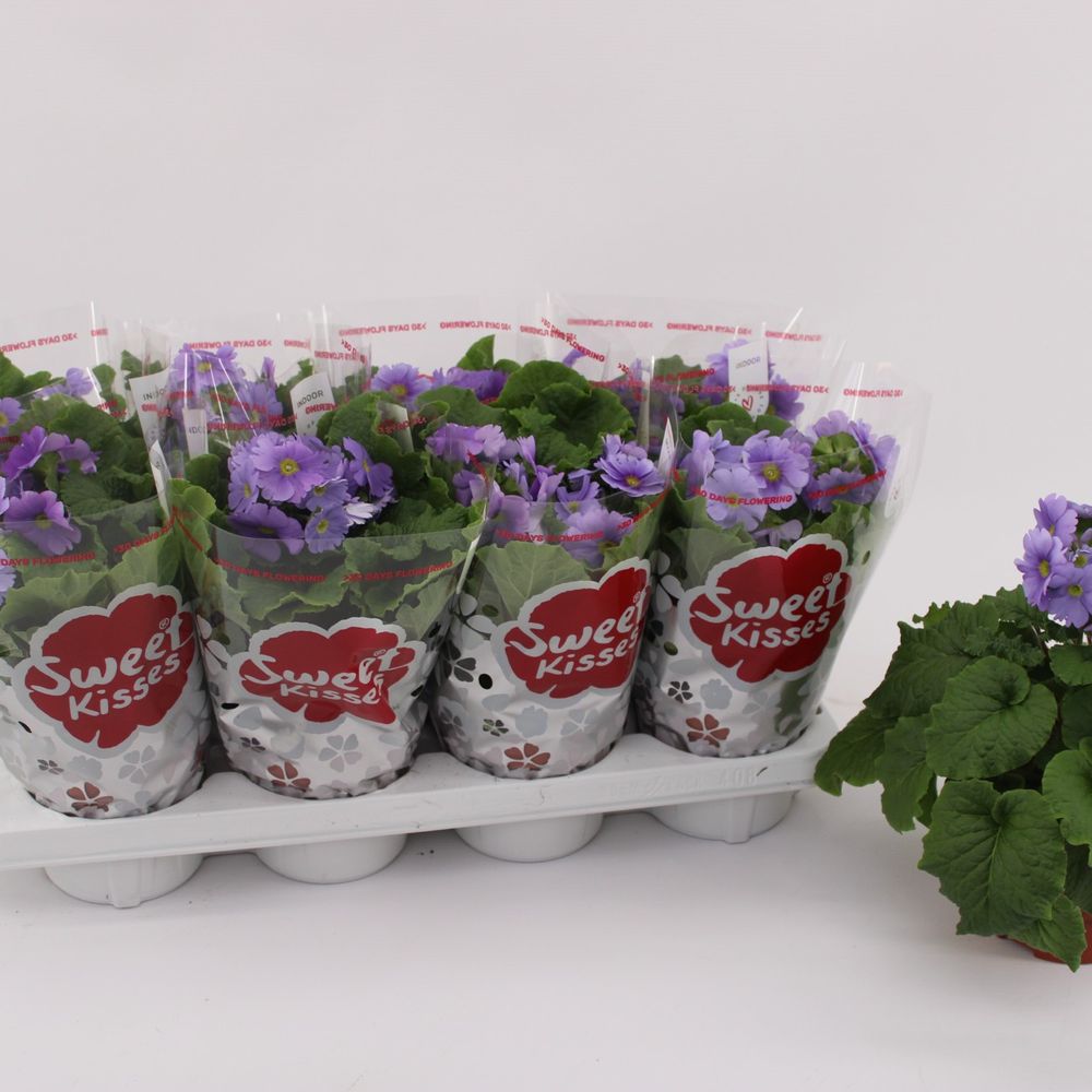 Pr.Obconica violet T13 H27