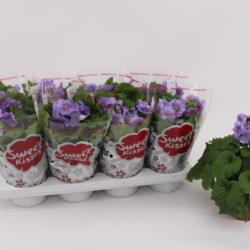 Pr.Obconica violet T13 H27