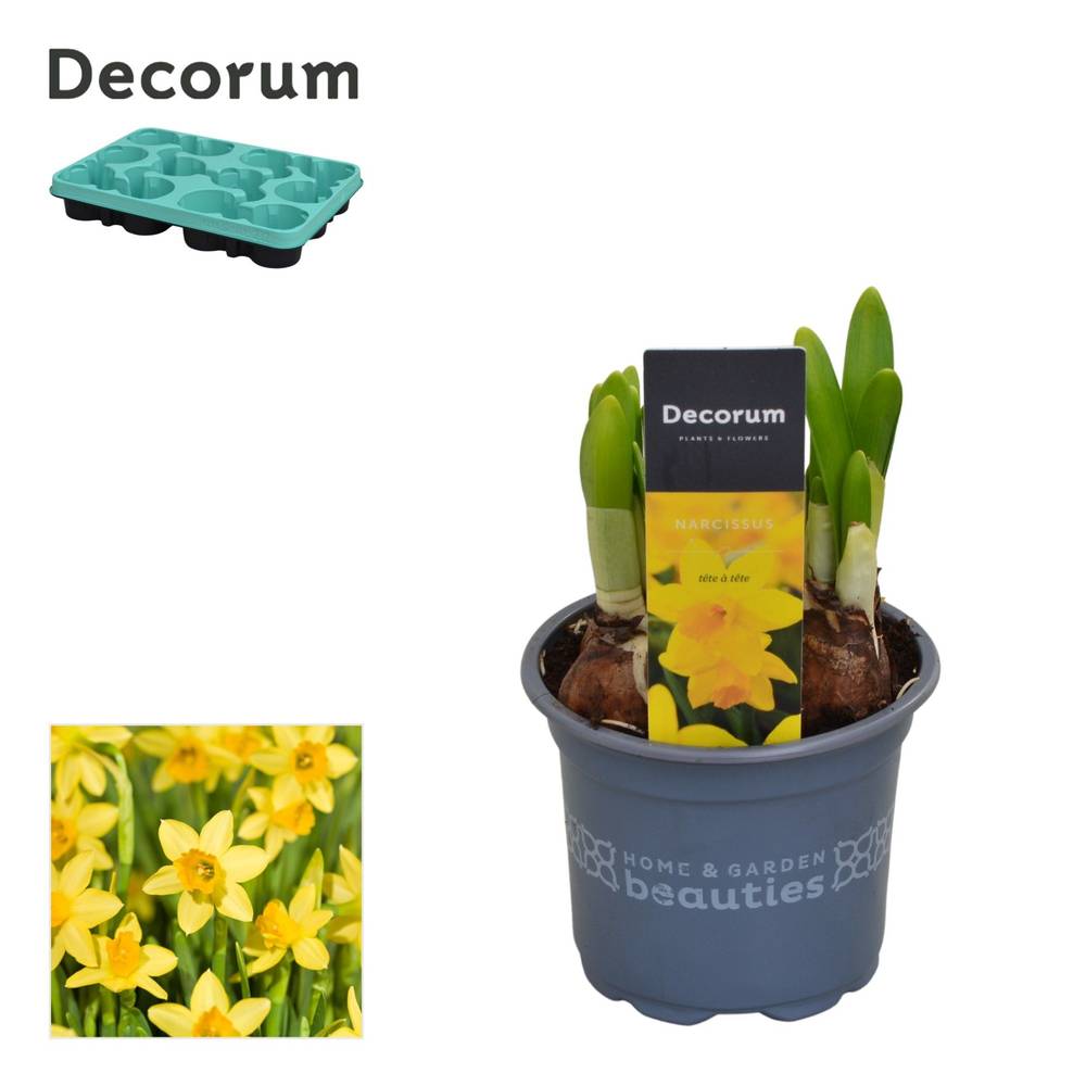 Narzisse 3er gelb Tete A Tete T09 H15