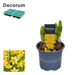 Narzisse 3er gelb Tete A Tete T09 H15