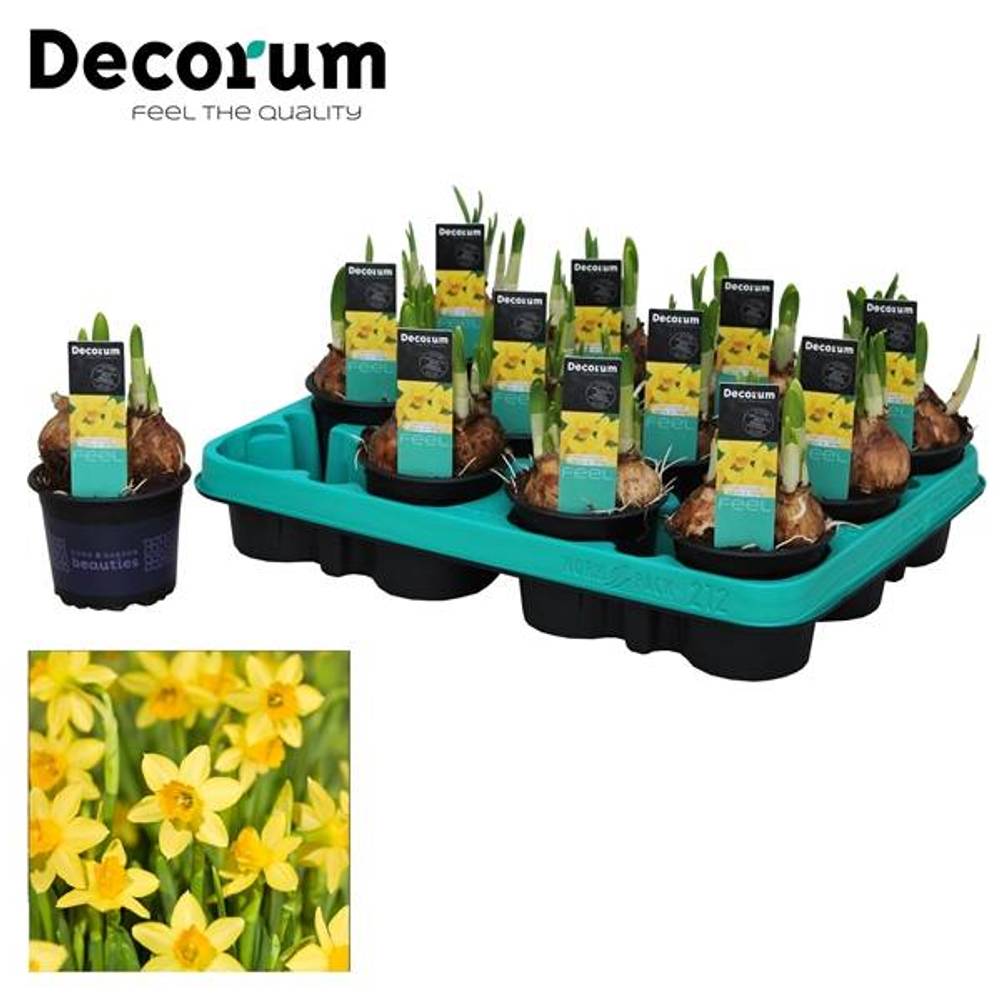 Narzisse 3er gelb Tete A Tete T09 H15