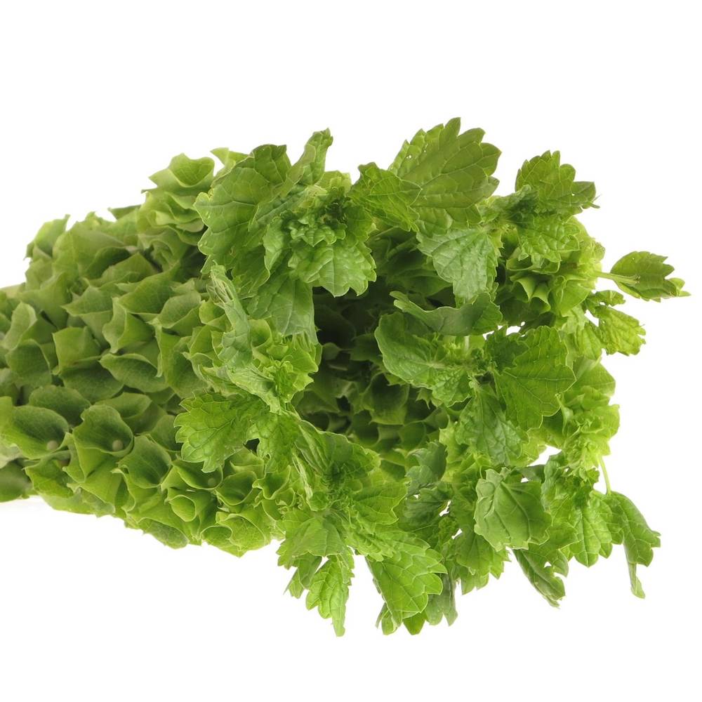 Molucella grün 90cm