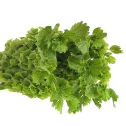 Molucella grün 90cm