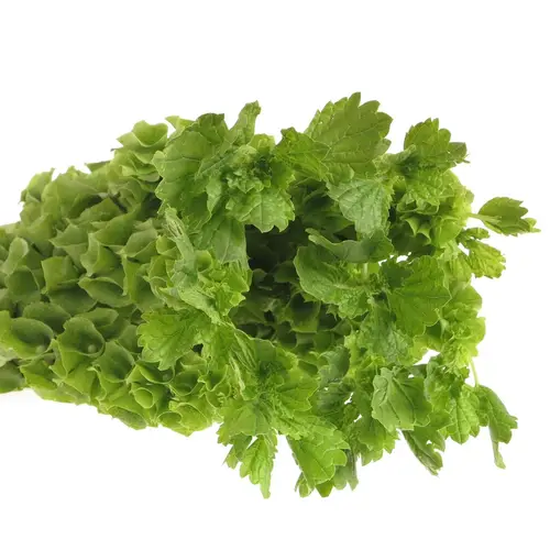 Molucella grün 90cm