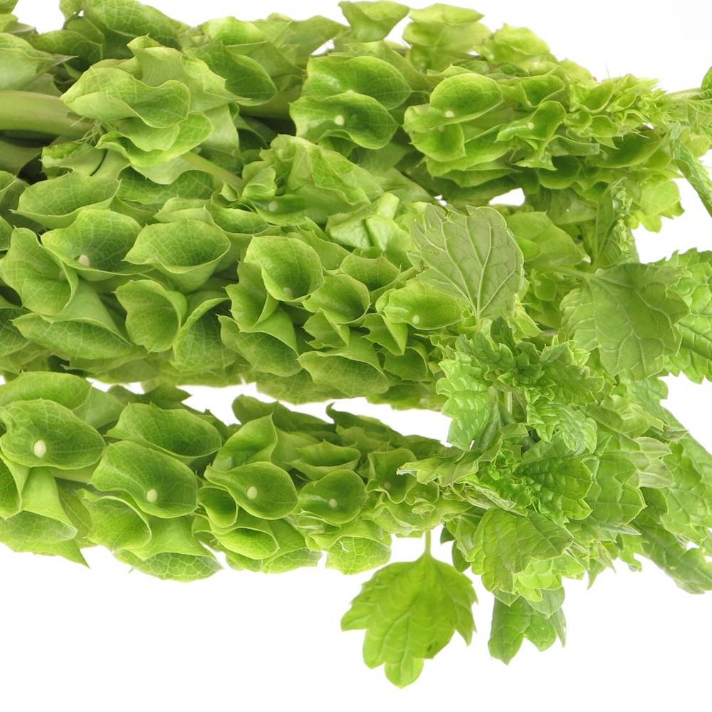 Molucella grün 90cm