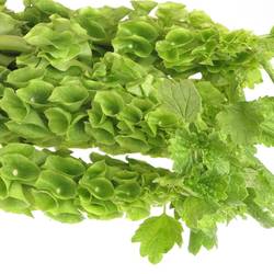 Molucella grün 90cm