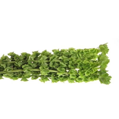 Molucella grün 90cm