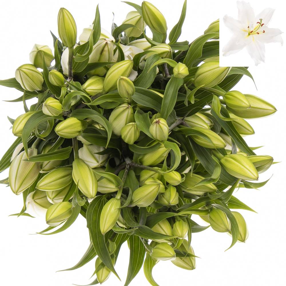 Lilie orientalisch weiss Guapa 4+Blüte 80cm