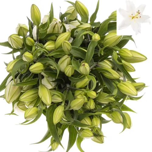 Lilie orientalisch weiss Guapa 4+Blüte 80cm