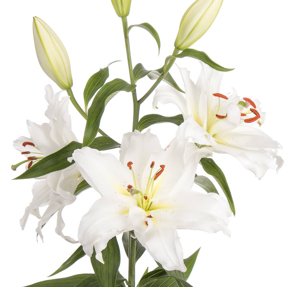 Lilie orientalisch weiss Guapa 4+Blüte 80cm