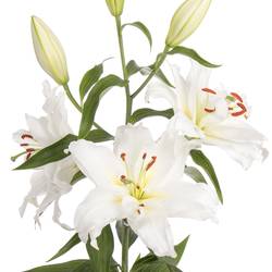 Lilie orientalisch weiss Guapa 4+Blüte 80cm