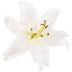 Lilie orientalisch weiss Guapa 4+Blüte 80cm