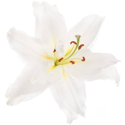 Lilie orientalisch weiss Guapa 4+Blüte 80cm