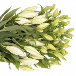 Lilie orientalisch weiss Guapa 4+Blüte 80cm