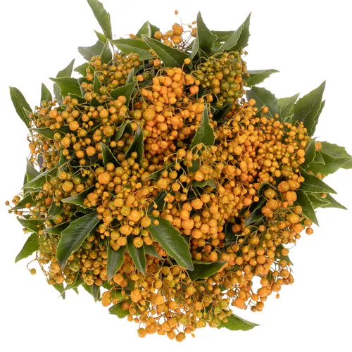 Rombifolia Frucht orange 200 Gramm 50cm