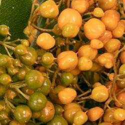Rombifolia Frucht orange 200 Gramm 50cm