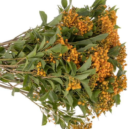 Rombifolia Frucht orange 200 Gramm 50cm