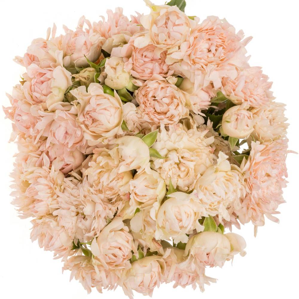 Rose verzweigt rosa La Vie 5+Blüte 60cm