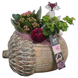 Kal.Arr PTHI5497 Herbst T22 H021